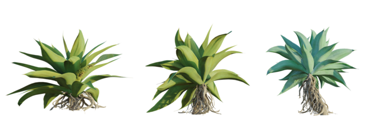 Agave attenuata tree plan, top view, cutout, transparent background, isolate, Three Agave plants offer versatile options for desert landscaping needs