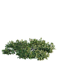 Arctostaphylos uva-ursi tree plan, top view, cutout, transparent background, isolate, Green shrub with vibrant leaves for landscape design and decoration