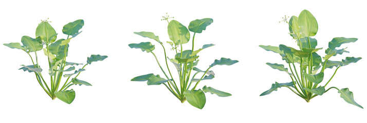 Echinodorus cordifolius tree plan, top view, cutout, transparent background, isolate, Elegant aquatic plants flourish with vibrant broad green leaves