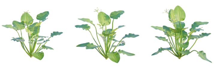 Echinodorus cordifolius tree plan, top view, cutout, transparent background, isolate, Elegant aquatic plants flourish with vibrant broad green leaves