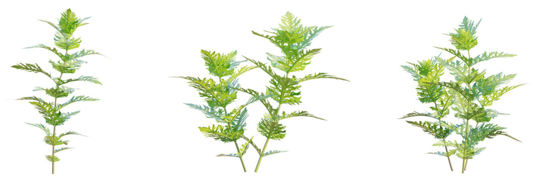Hygrophila difformis tree plan, top view, cutout, transparent background, isolate, Graceful green stemmed plant for botanical art and organic designs
