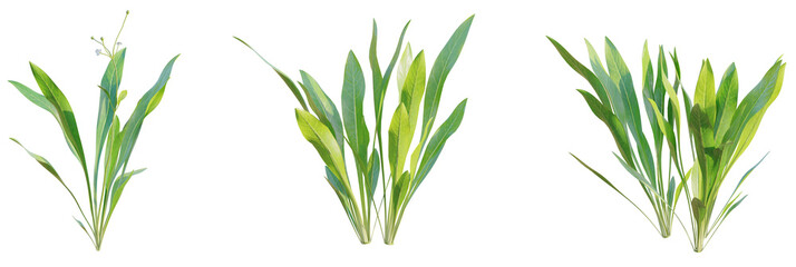 Fototapeta premium Echinodorus tenellus tree plan, top view, cutout, transparent background, isolate, Vibrant green aquatic plants ready for aquarium design projects