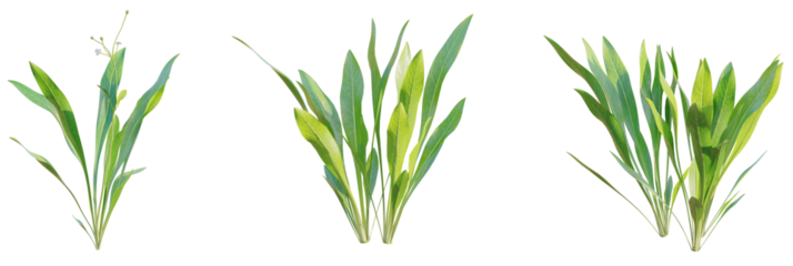 Echinodorus tenellus tree plan, top view, cutout, transparent background, isolate, Vibrant green aquatic plants ready for aquarium design projects