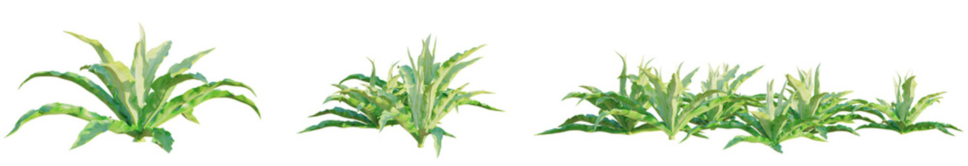 Pogostemon helferi tree plan, top view, cutout, transparent background, isolate, Vibrant green...