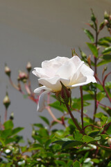 White rose blossom in springtime