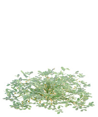Arachis hypogaea tree plan, top view, cutout, transparent background, isolate, Lush green peanut plant with tiny blossoms, perfect for agriculture or botanical projects