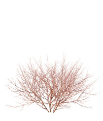 Cornus sanguinea tree plan, top view, cutout, transparent background, isolate, Barren winter bush with intricate bare branches and delicate twig structure