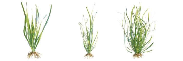 Vallisneria spiralis tree plan, top view, cutout, transparent background, isolate, Three lush green grass plants with visible root systems
