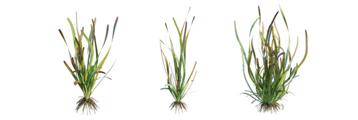 Vallisneria gigantea tree plan, top view, cutout, transparent background, isolate, Three distinct grass clusters with visible root systems and varied foliage