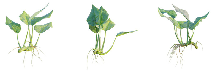 Anubias barter tree plan, top view, cutout, transparent background, isolate, Vibrant green plant with detailed roots and lush leaves, natural beauty