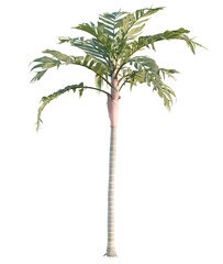 Areca vestiaritree plan, top view, cutout, transparent background, isolate, Elegant palm tree with lush foliage, perfect for tropical designs