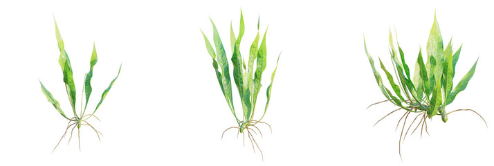 Microsorum pteropus tree plan, top view, cutout, transparent background, isolate, Vibrant green aquatic plant with exposed roots for aquarium design