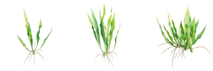 Microsorum pteropus tree plan, top view, cutout, transparent background, isolate, Vibrant green aquatic plant with exposed roots for aquarium design