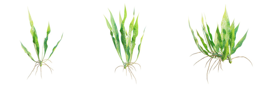 Microsorum pteropus tree plan, top view, cutout, transparent background, isolate, Vibrant green aquatic plant with exposed roots for aquarium design