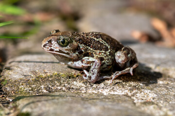 Grzebiuszka ziemna, huczek, huczek ziemny (Pelobates fuscus) 