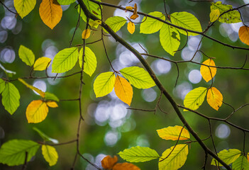 Sich im Herbst langsam verfärbende Buchenblätter