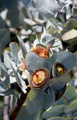 Large fruit capsule and silver leaves of the Western Australian native Rose Mallee, Eucalyptus rhodantha, family Myrtaceae. Endemic to south west Western Australia. Flowers winter to spring.
