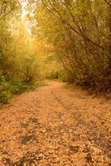 Obraz premium Golden autumn forest road carpeted with bright yellow leaves.