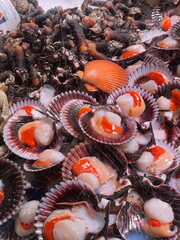 Fresh sea scallops displayed on ice at a seafood market. Raw shellfish with natural texture, ideal for gourmet, cooking, and seafood themes.