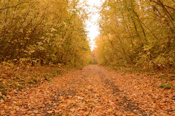 Bright fall day, golden leaves cover winding forest road.