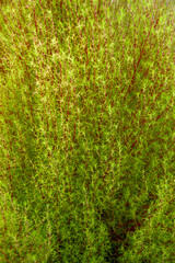 茎だけ先に赤く紅葉したコキア