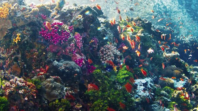 Healthy coral reef in Indonesia. Vivid and healthy coral reef full of life and fish in Indonesia. Underwater view of the tropical sea near the Alor island in Indonesia
