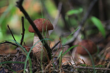 mushroom in the grass