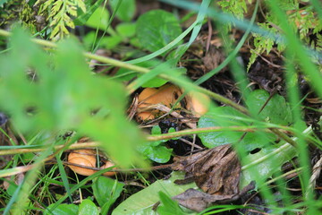 saffron milk cap mushrooms in a summer forest