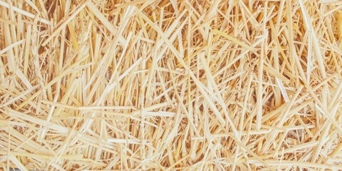 Dry wheat straw texture background, mown wheat, grain crops. Straw bale texture, close-up. 