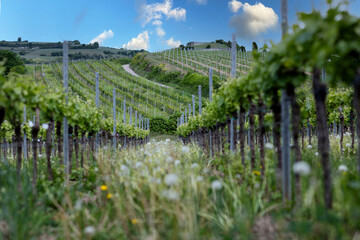 Spring landscape of vineyards near Bad D&uuml;rkheim, Germany, under bright sunlight, with fresh green rows of vines and clear blue sky.