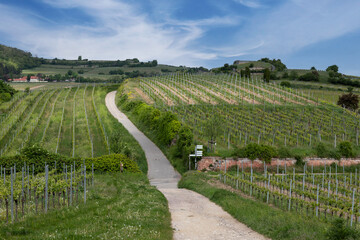 Spring landscape of vineyards near Bad D&uuml;rkheim, Germany, under bright sunlight, with fresh green rows of vines and clear blue sky.