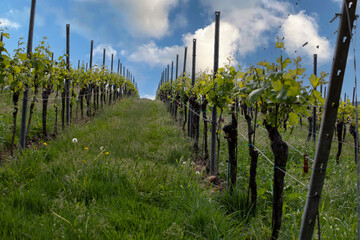 Spring landscape of vineyards near Bad D&uuml;rkheim, Germany, under bright sunlight, with fresh green rows of vines and clear blue sky.