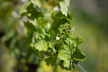 Spring landscape of vineyards near Bad Dürkheim, Germany, under bright sunlight, with fresh green rows of vines and clear blue sky.