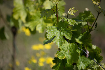 Rolling vineyard landscape in the Palatinate region near Bad D&uuml;rkheim, Germany, showing rows of grapevines across gentle hills under natural daylight.