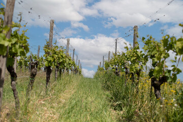 Rolling vineyard landscape in the Palatinate region near Bad D&uuml;rkheim, Germany, showing rows of grapevines across gentle hills under natural daylight.