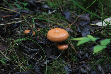 saffron milk cap mushrooms in a summer forest