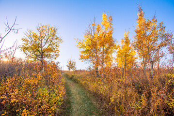 Obraz premium A walk in the woods in autumn