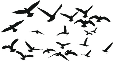 Bird silhouette collection, flying birds clipart, dynamic avian shapes, nature illustration, wing posture icons, wildlife vector design set