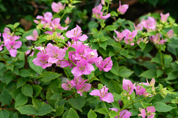 Delicate bougainvillea blooms create a vibrant pink display against lush green foliage in a tropical garden