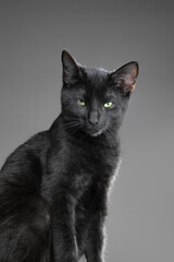 Funny studio portrait of a black cat with a skeptical, mischievous expression against a dark background.
