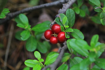 red berries and lingonberries on a branch in the forest