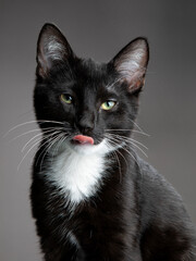 Studio portrait of a young black-and-white kitten. Isolated on white background, showing playful curiosity, soft fur details, and charming feline expression.