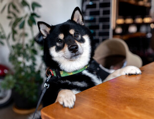 Cute black and tan Shiba Inu leans on a wooden table, looking curiously at the camera in a cozy...