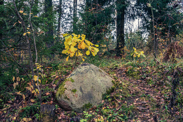 A stone and a young oak tree with yellow leaves on a autumn forest footpath.