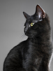 Studio portrait of a black cat with glossy fur, isolated against a clean background, highlighting elegant features, intense eyes, and a calm, mysterious expression.