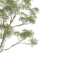 Eucalyptus cladocalyx  tree corner view, cutout, transparent background, isolate, Graceful eucalyptus tree branches with lush green foliage