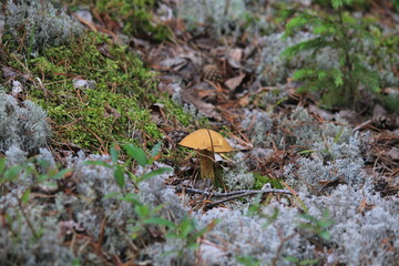 mushroom in the forest