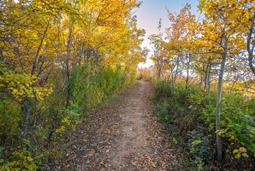 Obraz premium A walk in the woods in autumn