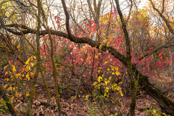 A walk in the woods in autumn