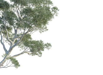Eucalyptus scoparia  tree corner view, cutout, transparent background, isolate, Elegant tree branches with lush green leaves, perfect for nature designs